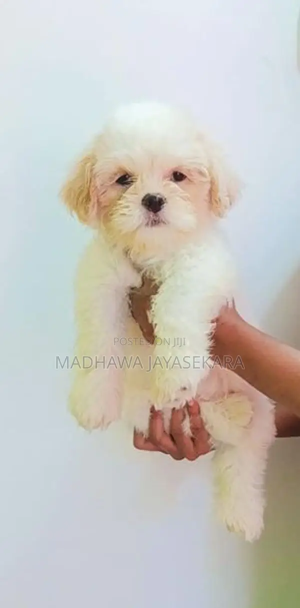 Shih Tzu Puppies - Vaccinated