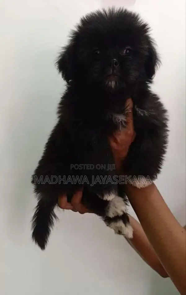 Shih Tzu Puppies - Vaccinated