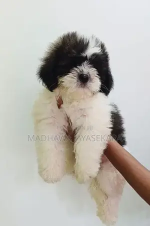 Shih Tzu Puppies - Vaccinated