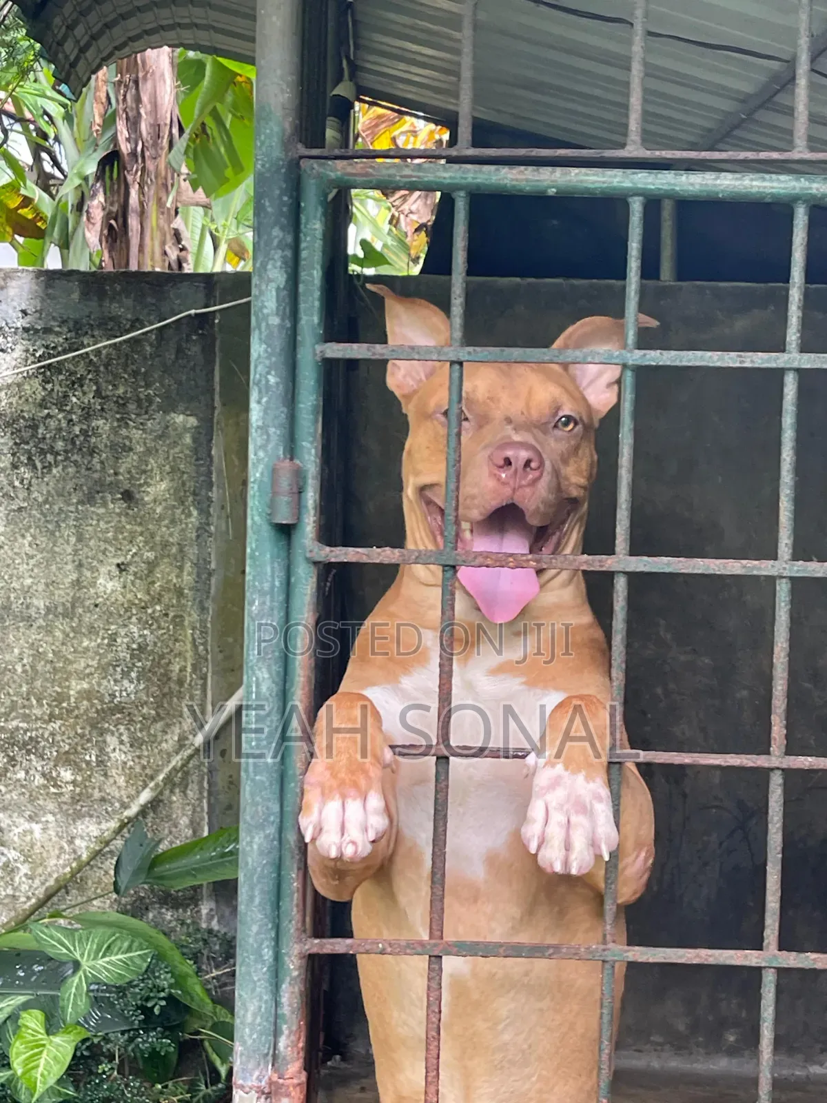 1+ year Male Purebred American Bully