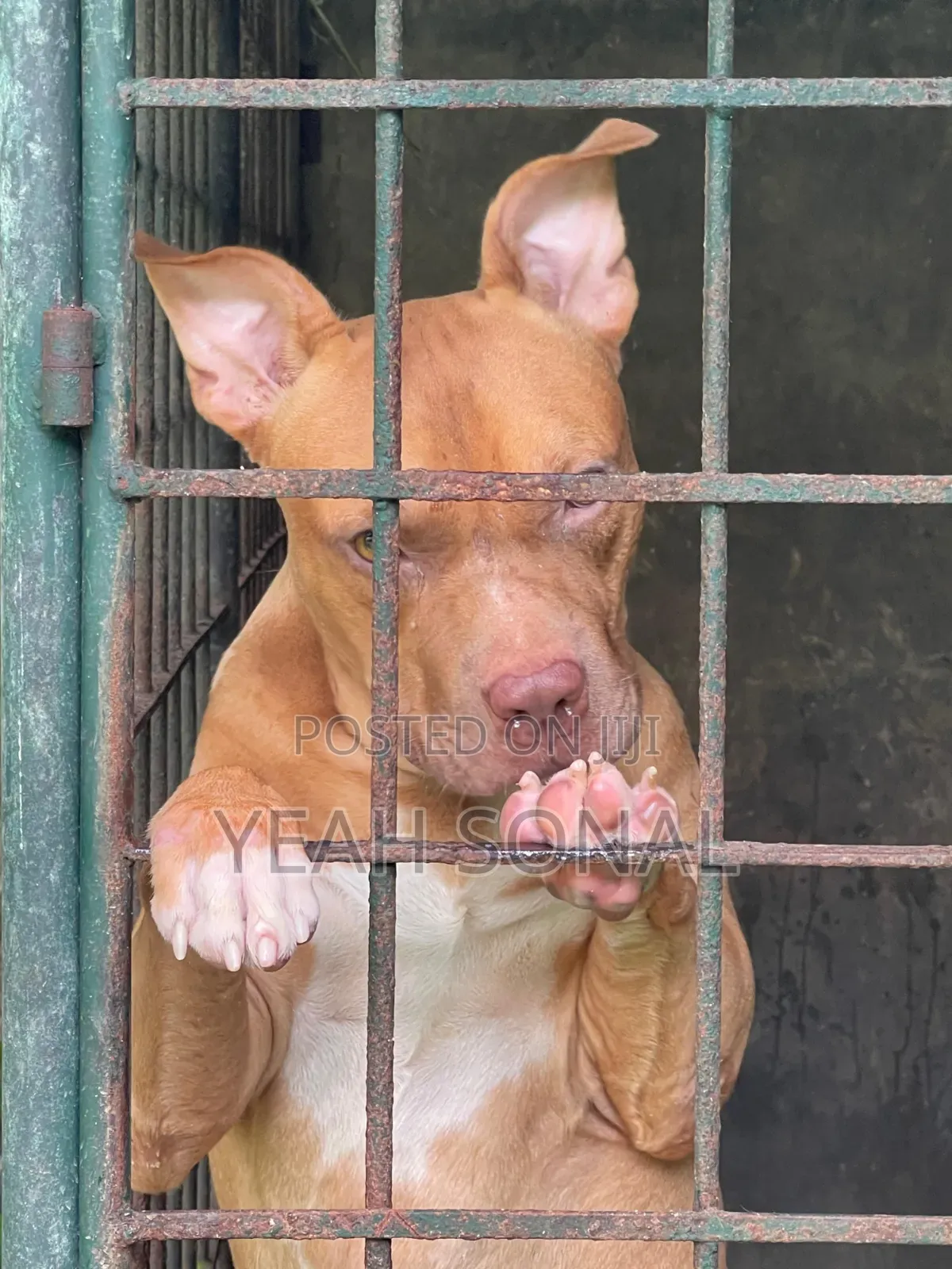 1+ year Male Purebred American Bully
