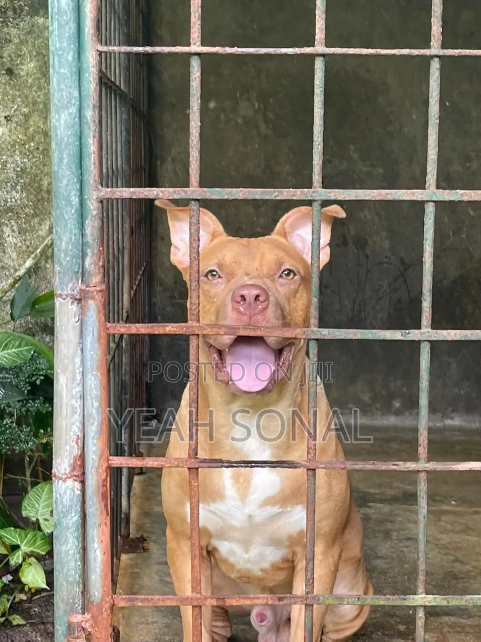1+ year Male Purebred American Bully