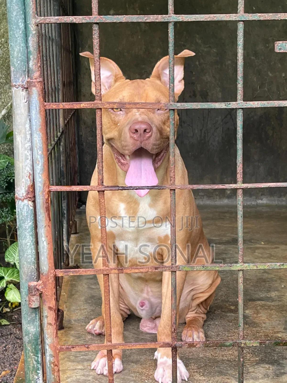 1+ year Male Purebred American Bully
