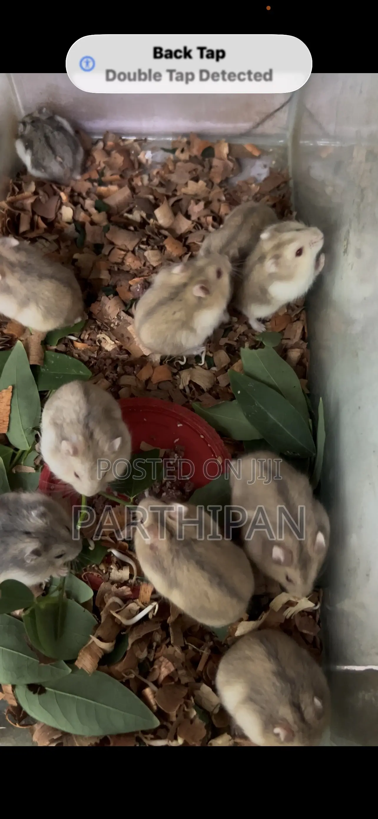 Dwarf Hamster
