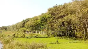 19 Acre Land Sale at Nebada Kalutara