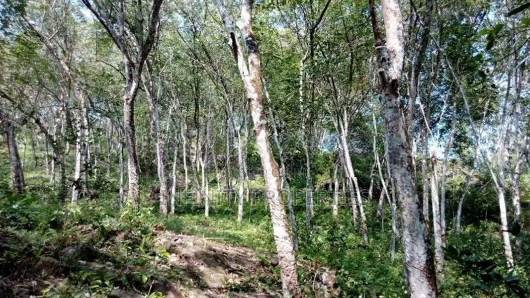 19 Acre Land Sale at Nebada Kalutara