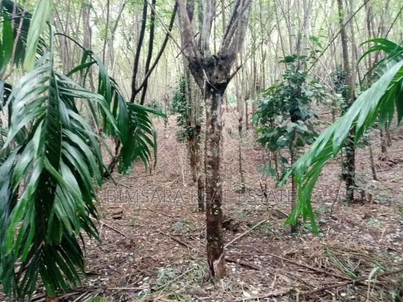 360P Bare Land for Sale in Kottagahaarawa, Ebulgoda, Badulla (SL 14514