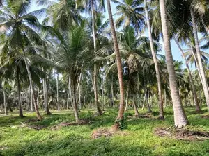 Delgoda : 85 Perches Coconut Land for Sale