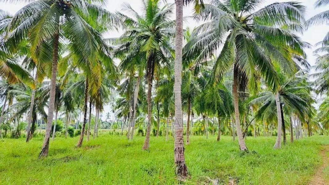 41 Acre Land Sale At Pallama off Chilaw