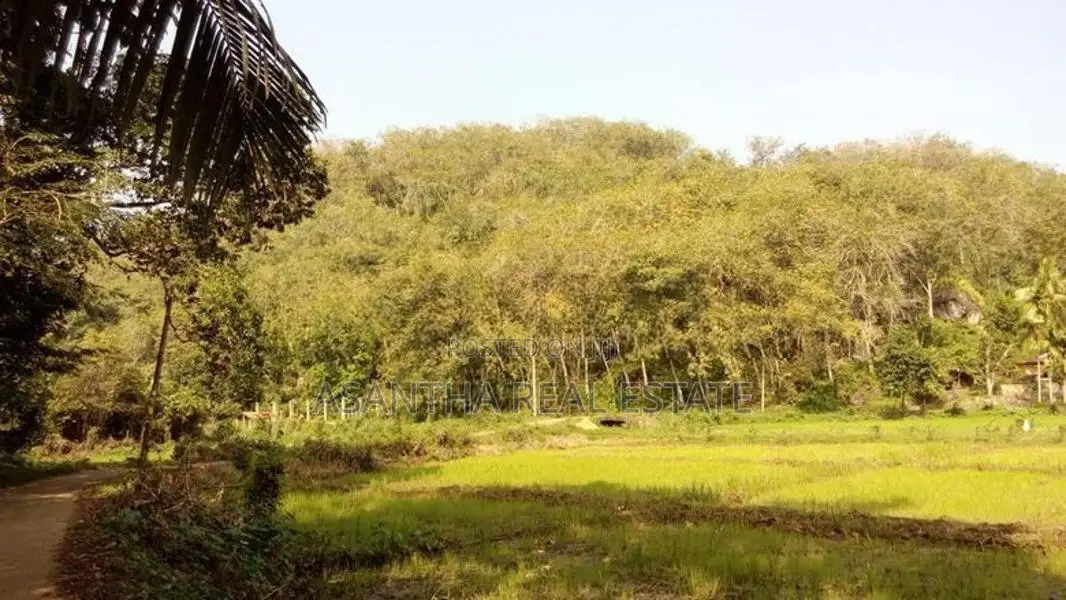 19 Acre Land Sale At Nebada Kaluthara