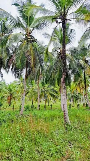 41 Acre Land Sale At Pallama off Chilaw