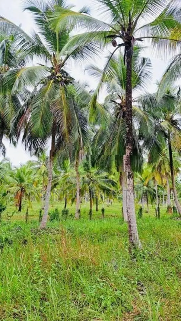 41 Acre Land Sale At Pallama off Chilaw