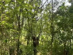 Ella : 160 perches Land for Sale at Rail Gate view point Road