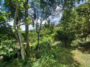 Ella : 80 perches Land for Sale at Mahameuna asapuwa road