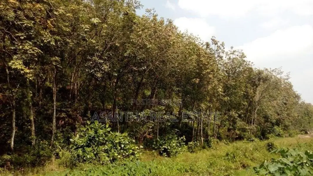 19 Acre Land Sale At Nebada Kaluthara