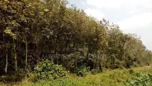 19 Acre Land Sale At Nebada Kaluthara