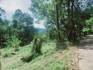 Ella : 80 perches Land for Sale at Mahameuna asapuwa road