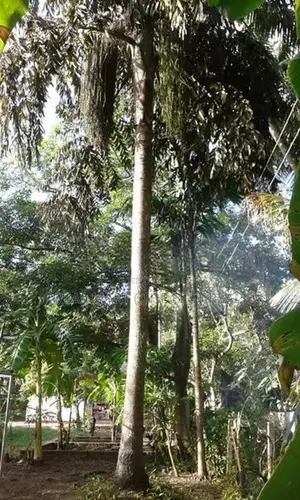 Negombo : 60 Perches Hotel Land for Sale at Pitipana