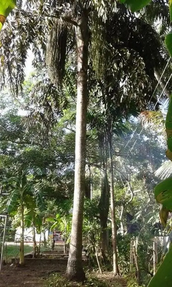 Negombo : 60 Perches Hotel Land for Sale at Pitipana