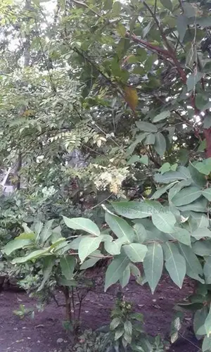 Negombo : 60 Perches Hotel Land for Sale at Pitipana