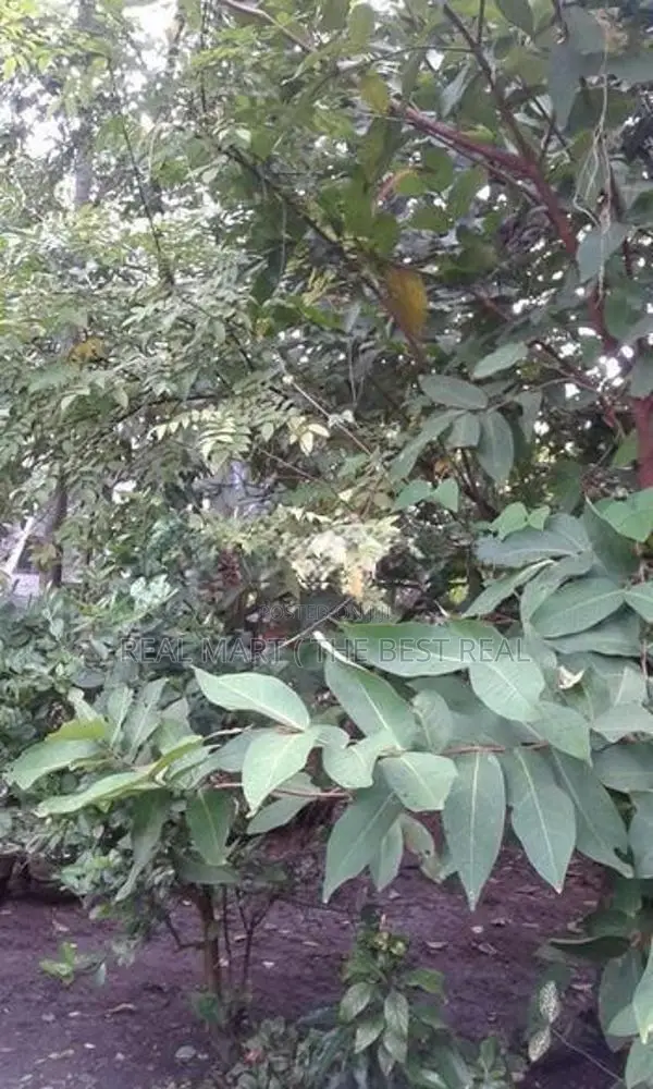 Negombo : 60 Perches Hotel Land for Sale at Pitipana