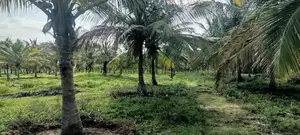 Coconut Estate for Sale in Puttalam