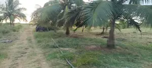 Coconut Estate for Sale in Puttalam