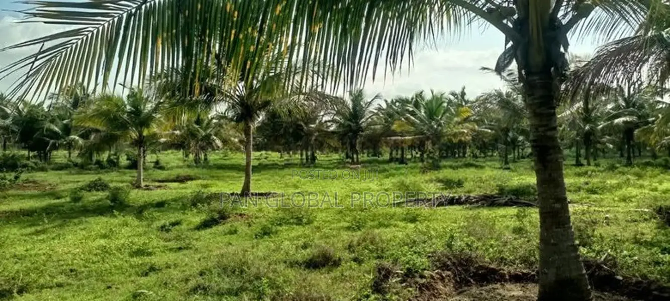 Coconut Estate for Sale in Puttalam