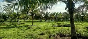 Coconut Estate for Sale in Puttalam