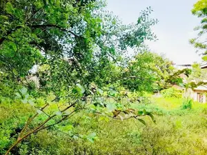 28.65 P Bare Land sale At Devala Road Pagoda