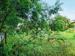 28.65 P Bare Land sale At Devala Road Pagoda