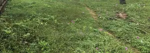 Colombo 8 : 42 perches Land for sale in facing Maradana road