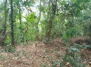 Ella : 20 Acres Land for Sale at Karadagolla