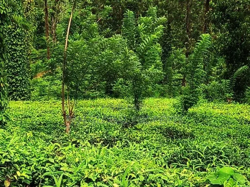 Tea Estate for Sale in Wattegama, Kandy
