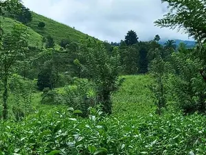 Tea Estate for Sale in Wattegama, Kandy