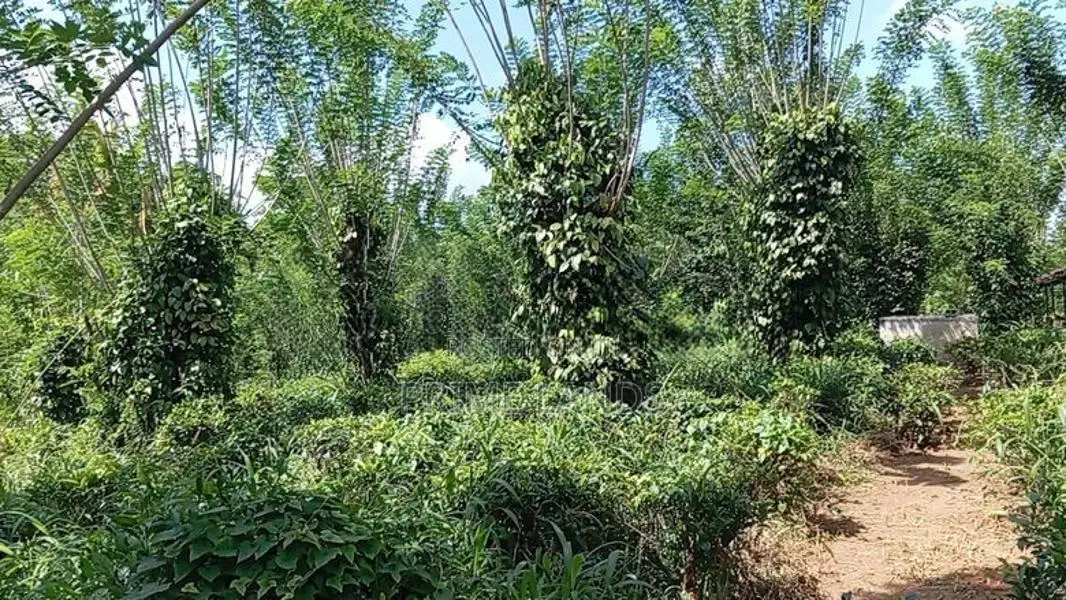 Uthuwankanda Land for Sale Mawanella