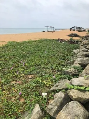 Marawila : 50 Perches Beautiful beach front Land for sale at road