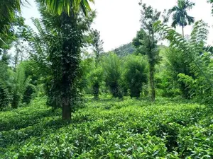 Tea Estate for Sale in Wattegama, Kandy