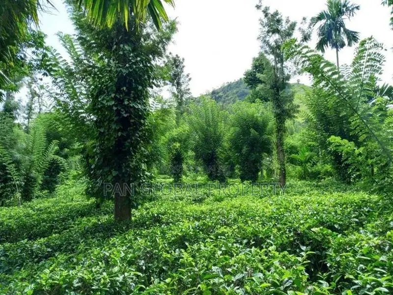 Tea Estate for Sale in Wattegama, Kandy