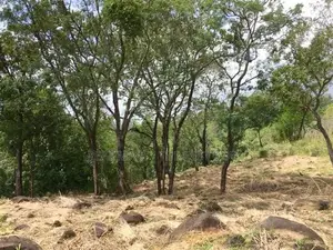 Haputhale : 6.75 acers Hotel Land for Sale at Beragala