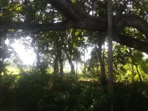 250P Commercial Land facing Paddy Field & Ridiyagama Main Rd