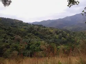 Ella : 20 Acres Land for Sale at Karadagolla