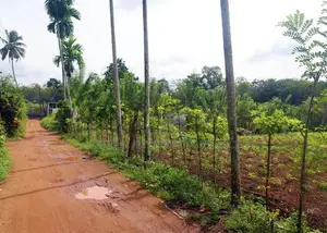 Land for Sale in Kumbuka