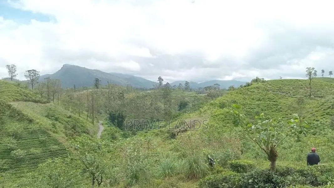 Valuable Land for Sale Peacock Estate Pussellawa