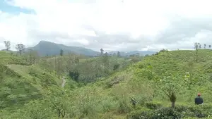 Valuable Land for Sale Peacock Estate Pussellawa