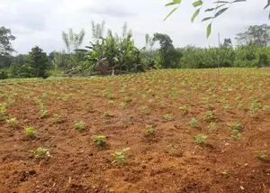 Land for Sale in Gonapola