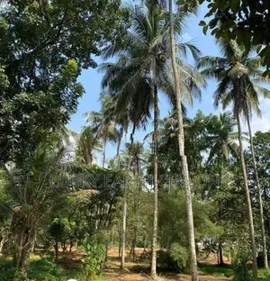 Sale Watareka Padukka, Highly Valuable Estate (NZMS3024)