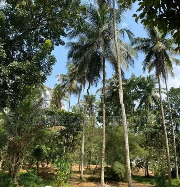 Sale Watareka Padukka, Highly Valuable Estate (NZMS3024)