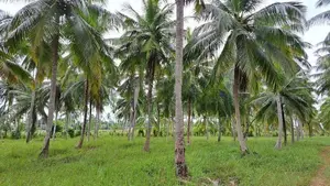 Estate For Sale in Chilaw