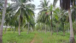 Estate For Sale in Chilaw